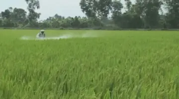 مساندة تطوير المناطق المتخصصة لزراعة الأرز عالي الجودة ومنخفض الانبعاثات.